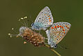 Wing underside view of a mating couple of Common Blue (Polyommatus icarus) butterfly. Adana, Turkey.