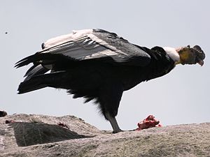 Condor v departementu Cauca, Kolumbie.