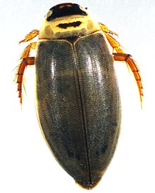 C.ulptilis male1.jpg