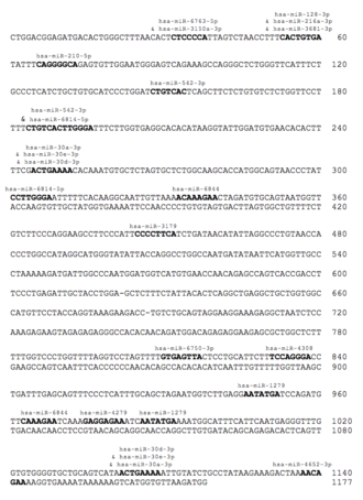 C20orf202 3' UTR microRNA binding sites C20orf202 3' UTR microRNA binding sites.png