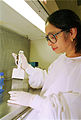 CSIRO ScienceImage 86 Developing an Enzyme Linked Immunosorbent Assay.jpg