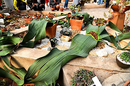 กระบองเพชรในสวนหลวง ร.9 ปี พ.ศ. 2561