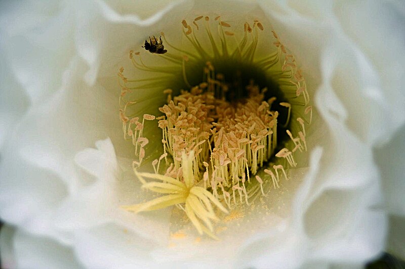 File:Cactus Flower with insect.jpg