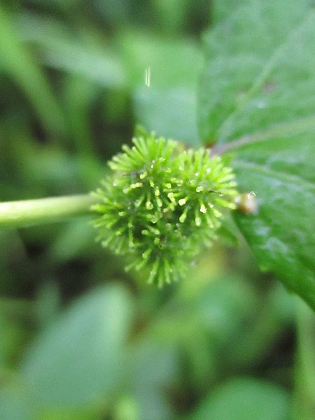 File:Caesarweed (Urena lobata) fruit 1.jpg