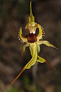 Caladenia crebra