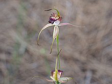 Caladenia paludosa 01.jpg