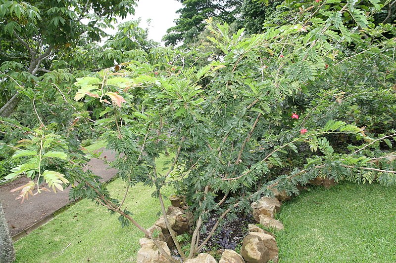 File:Calliandra haematocephala 24zz.jpg