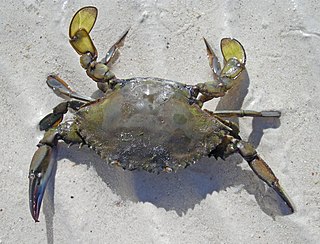 <i>Callinectes arcuatus</i> Species of crab