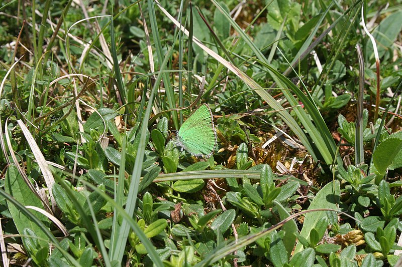 File:Callophrys rubi, Remoray - img 12582.jpg