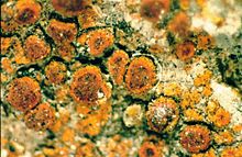 Caloplaca sideritis Caloplaca sideritis-1.jpg