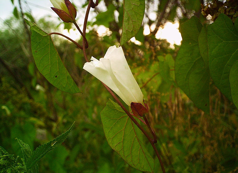 File:Calystegia sepium01.jpg