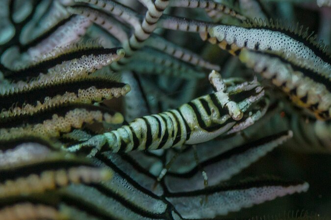 Laomenes pardus in th sea of Anilao, Filipinas. Photo by Diego Delso