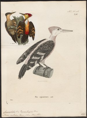 Campephilus validus - - Print - Iconographia Zoologica - Special Collections University of Amsterdam - UBA01 IZ18700137.tif