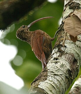 <span class="mw-page-title-main">Red-billed scythebill</span> Species of bird