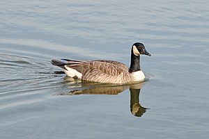 English: Canada Goose (Branta canadensis) swim...