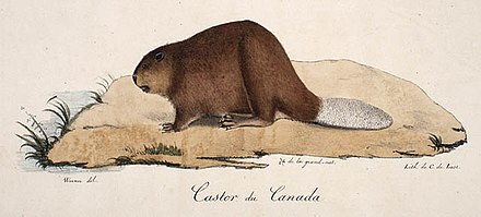 Lithography of a canadian beaver, 1819.