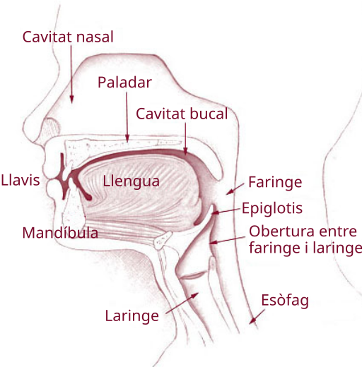 File:Cap i coll cat.svg