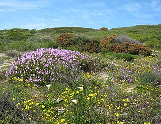 Cape Flats Dune Strandveld Endangered vegetation type endemic to the coastal areas around Cape Town