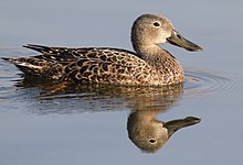 Cape Shoveler, Anas smithii at Marievale Nature Reserve, Gauteng, South Africa (21070595651).jpg