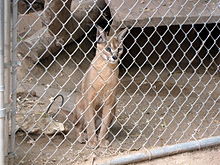 Caracal caracal michaelis.jpg