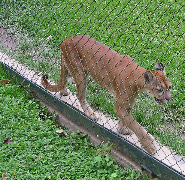 File:Caracas zoo pumas.jpg