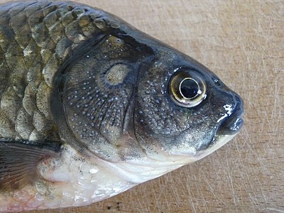 Head of a male Prussian carp