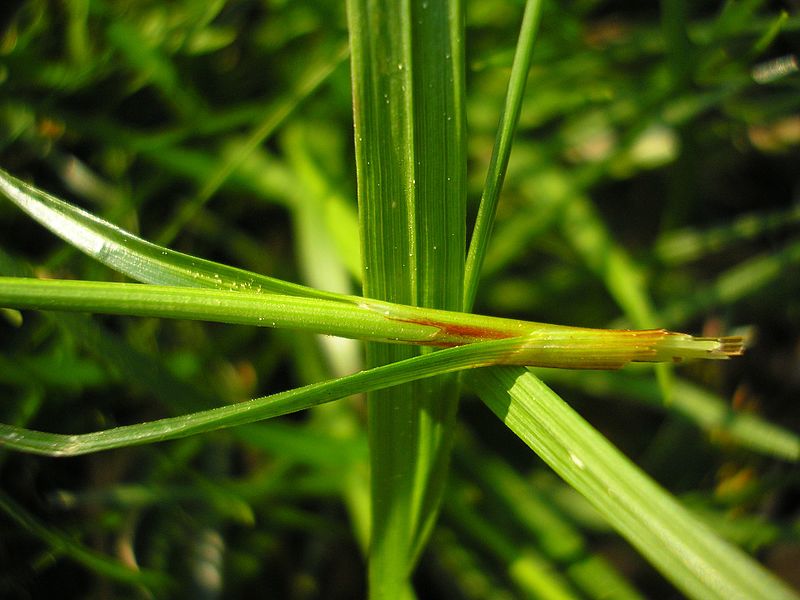 File:Carex ericetorum JuliaKruse.jpg