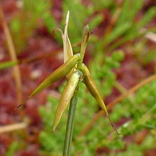 <i>Carex pauciflora</i> Species of grass-like plant