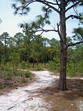 Vignette pour Parc d'État de Carolina Beach