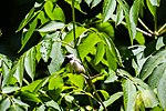 Thumbnail for File:Carolina chickadee (50003121931).jpg