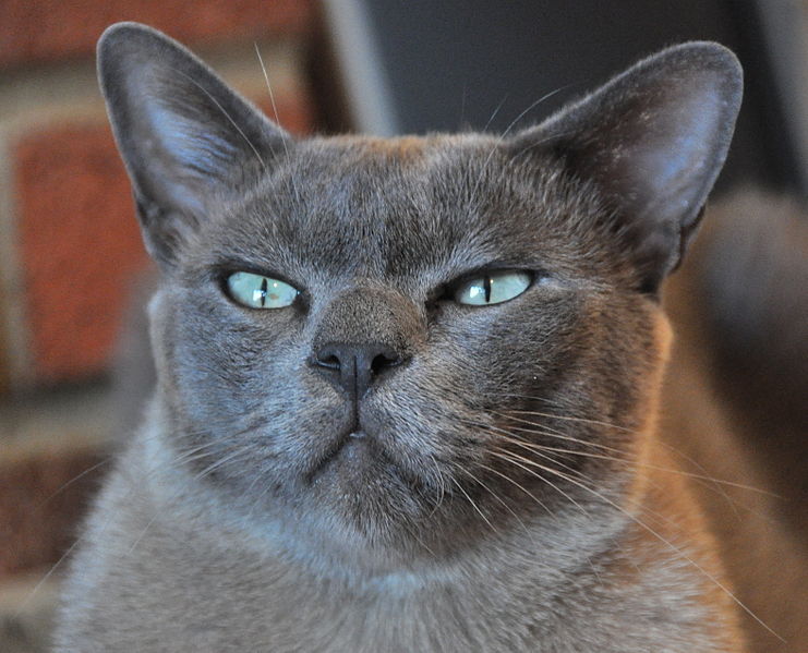 File:Cat (3562052373).jpg