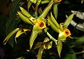 Catasetum osculatum flowers