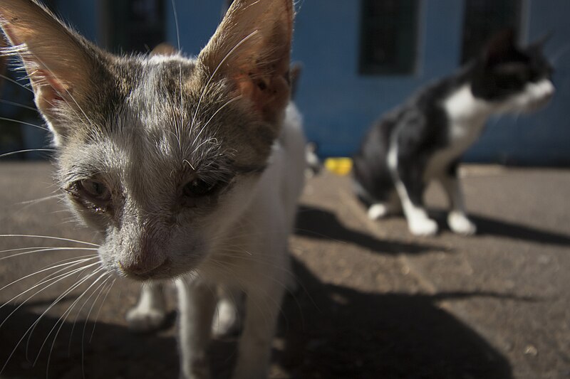 File:Cats in the city of Chefchaouen 1005118.jpg