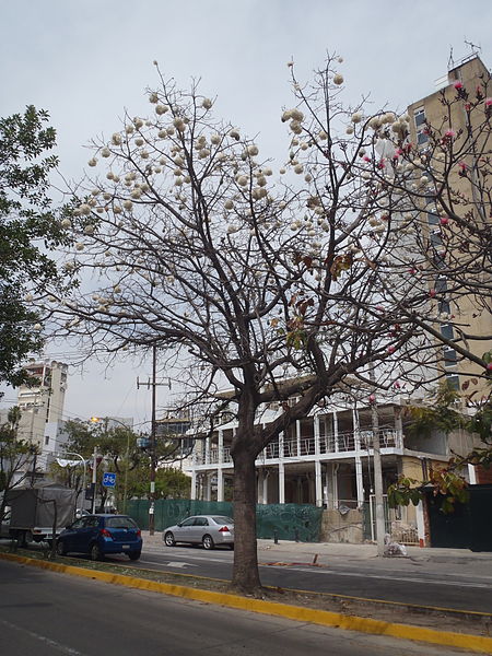 File:Ceiba Aesculifolia Arbol.JPG