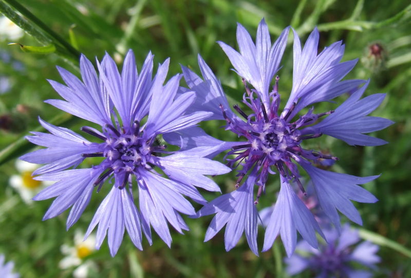 File:Centaurea cyanus 20060624120252wp.jpg