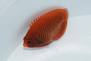 <span class="mw-page-title-main">Golden angelfish</span> Species of fish