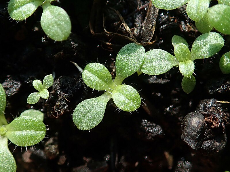 File:Cerastium brachypetalum 2022-01-11 4602.jpg