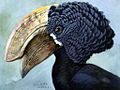 Silvery-cheeked hornbill, from Album of Abyssinian Birds and Mammals (1930)