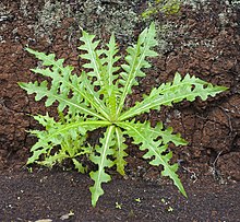 Sonchus hierrensis in the Canary Island of La Gomera. Cerrajon herreno (Sonchus hierrensis), La Gomera, Espana, 2012-12-14, DD 01.jpg