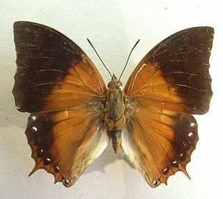 <i>Charaxes plateni</i> Species of butterfly