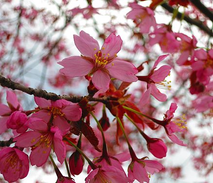 Red flowers in Finnish bright spring air