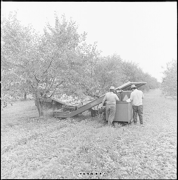 File:Cherry shaker being used to harvest cherries from trees (I0004506).jpg