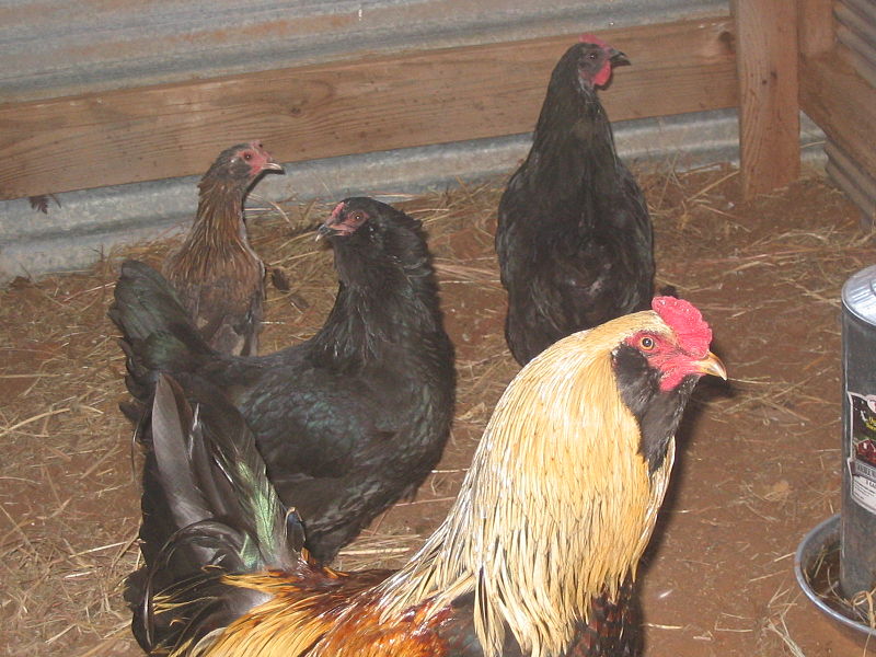 File:Chickens 0201.jpg - Wikimedia Commons