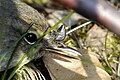 Ixodes ricinus feeding on a bird, from Commanster, Belgian High Ardennes (50°15′20″N 5°59′58″E﻿ / ﻿50.2556°N 5.99944°E﻿ / 50.2556; 5.99944).