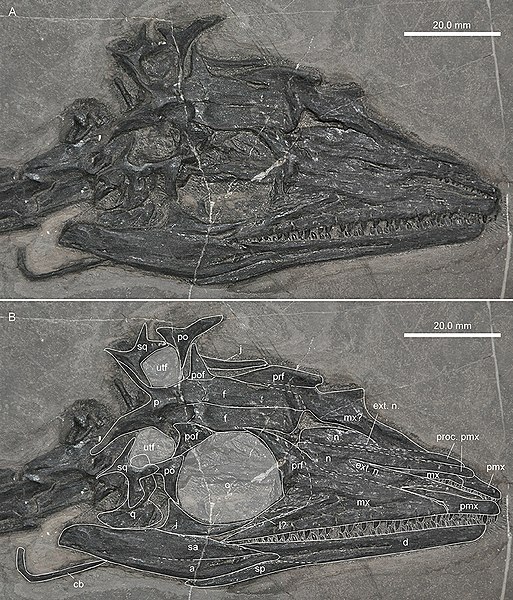 File:Chinese Macrocnemus skull.jpg