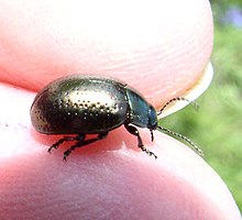 Chrysolina5059975.06w.jpg