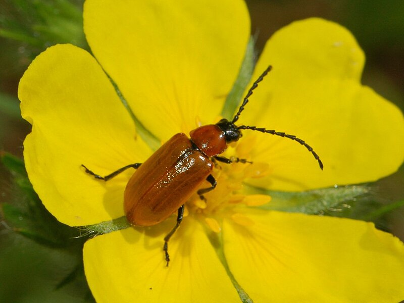 File:Chrysomelidae - Exosoma lusitanicum.JPG