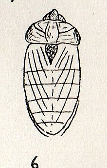 Cicadellites Theobaldi PITON 1935.jpg