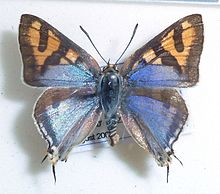 Cigaritis natalensis, J. Dobson, a.jpg