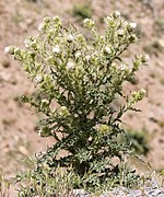 Cirsium echinus